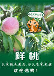 水果桃子宣传海报