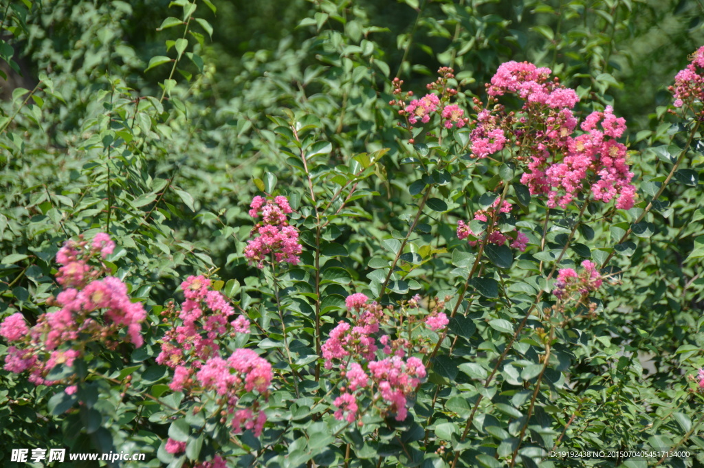 紫薇花