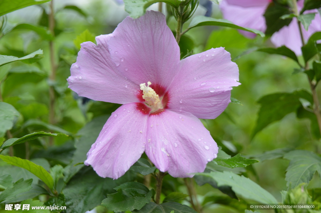 木槿花