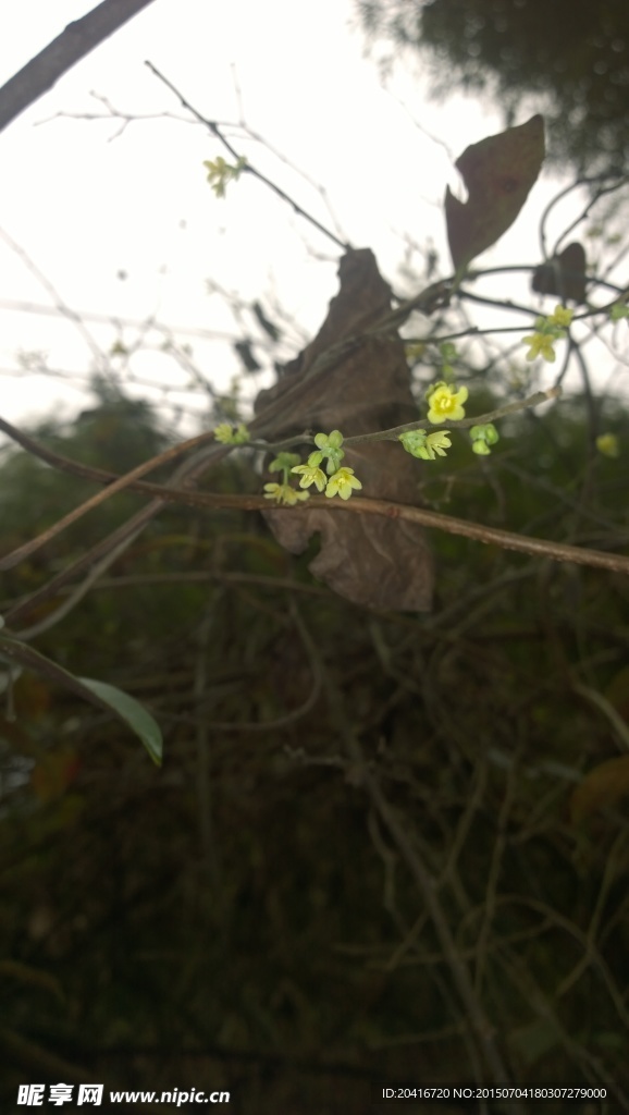 黄色的小花儿