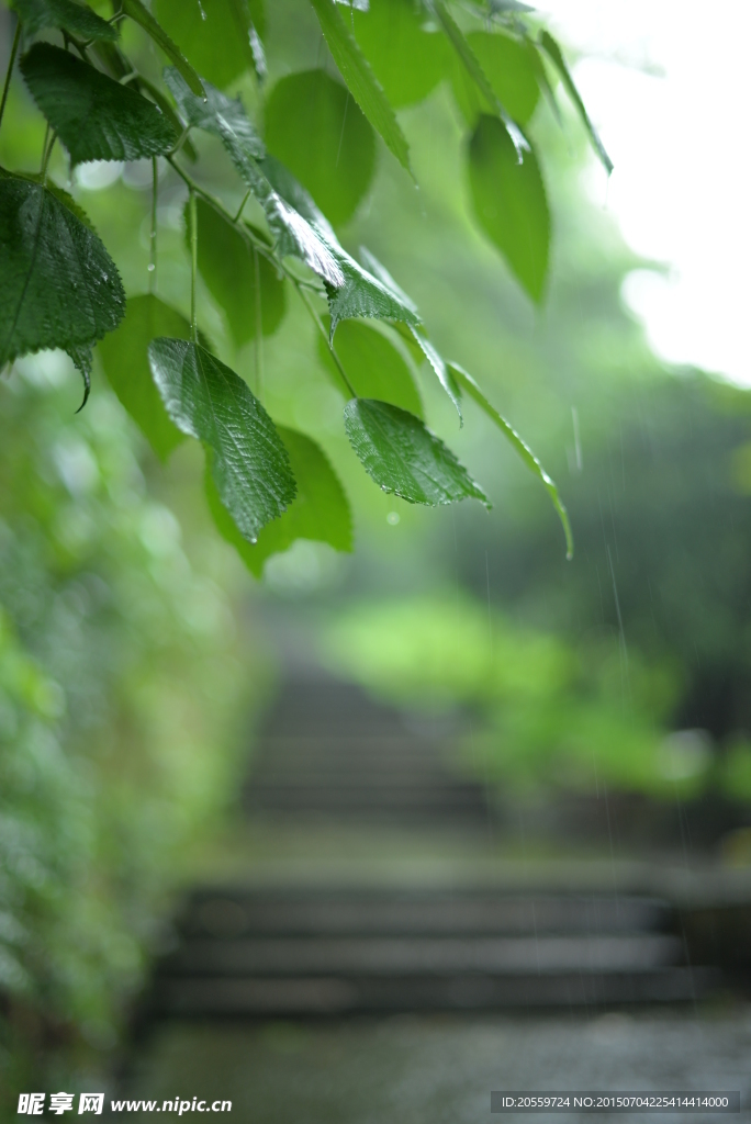 雨后的绿叶