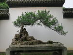 松树
