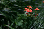 萱草花