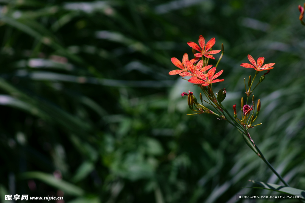 萱草花