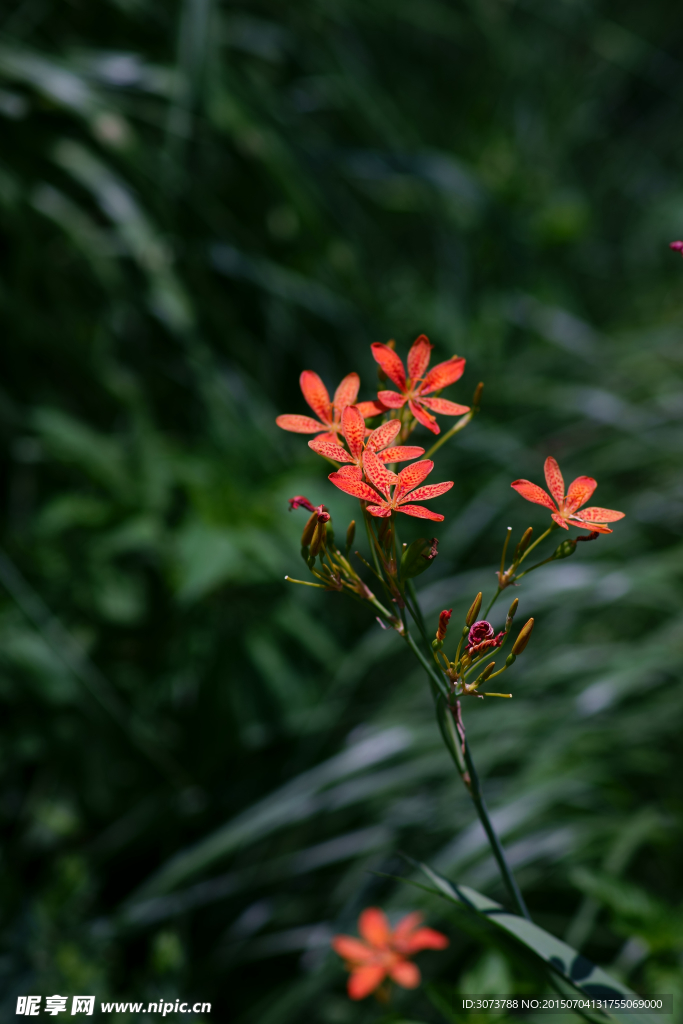 萱草花