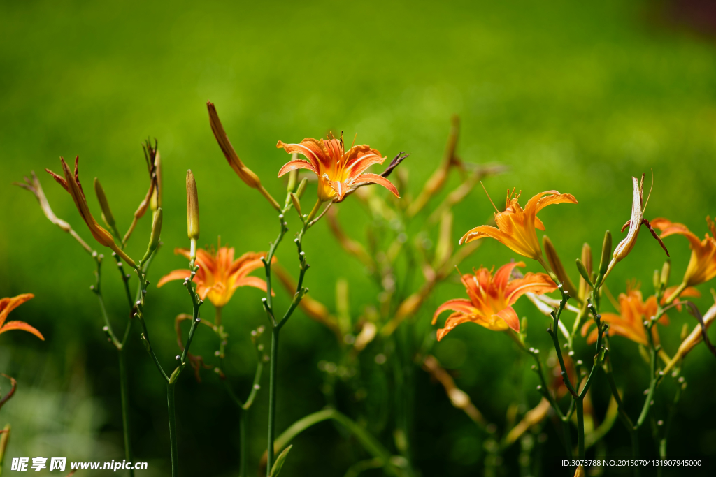 萱草花