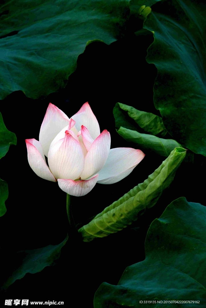 荷花