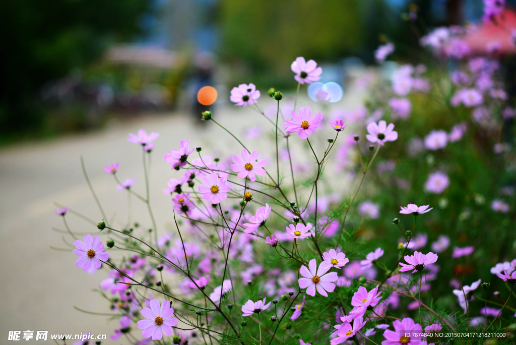 鲜花