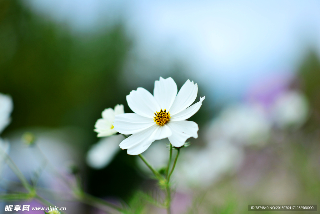 鲜花