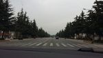 公路和树
