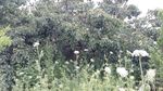山间野花