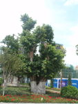 榕树