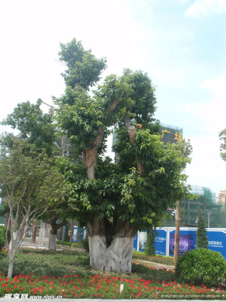 榕树
