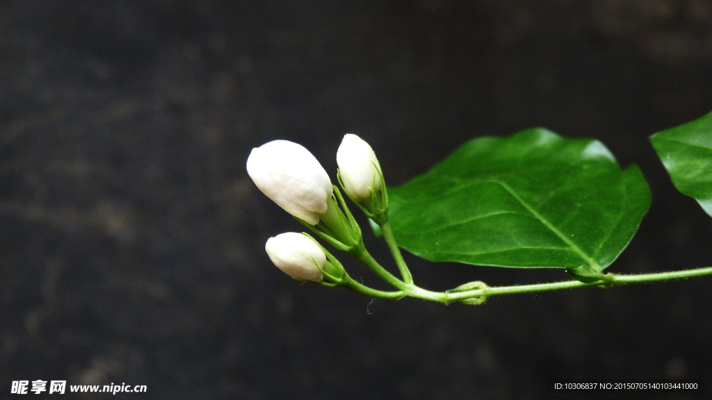 茉莉