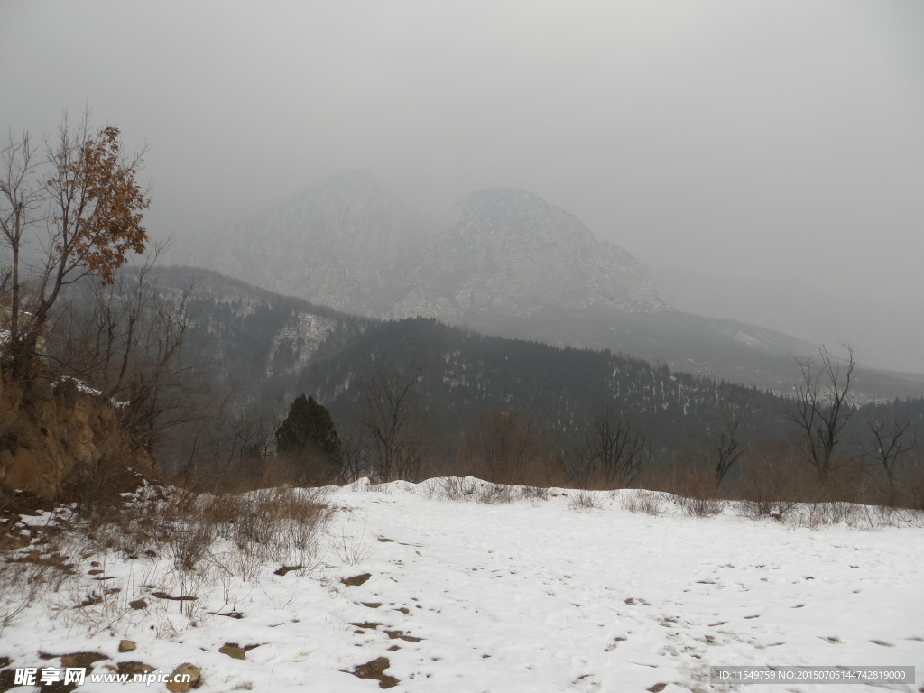 嵩门冬景