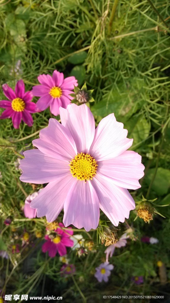 格桑花