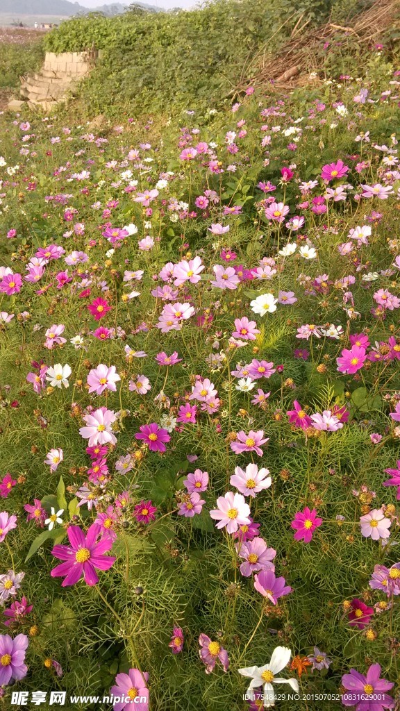 格桑花