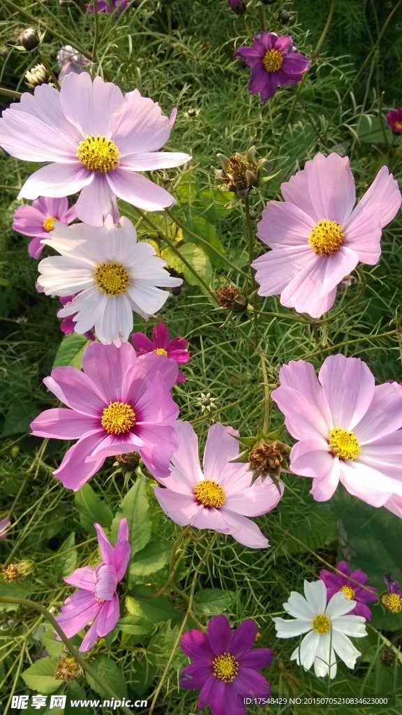 格桑花