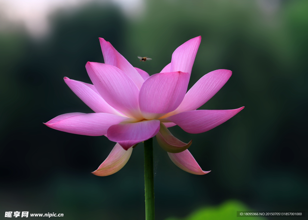 蜂荷