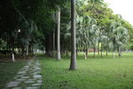 公园椰树