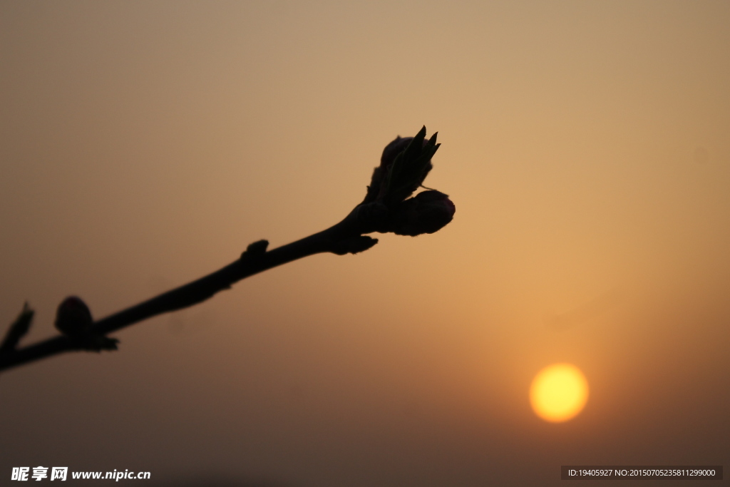 夕阳桃花