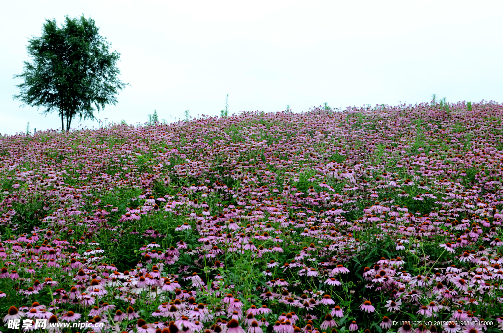 松果菊 花海