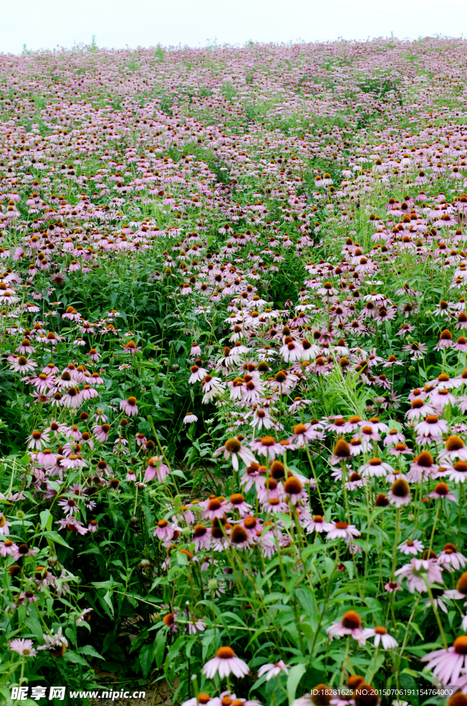 松果菊 花海