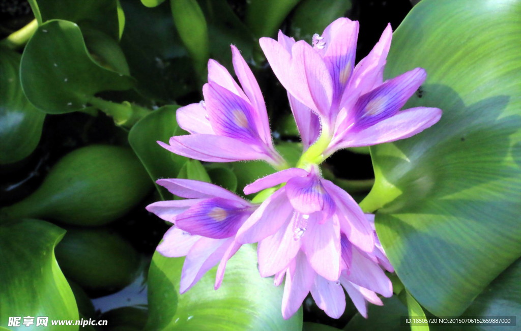 紫色水葫芦