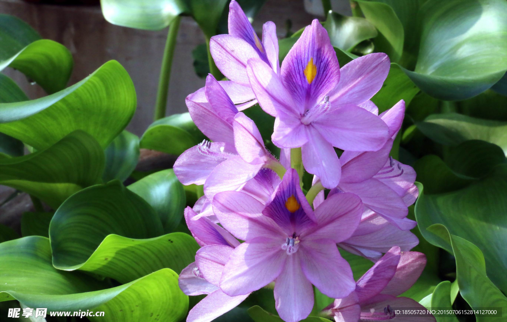 紫色水葫芦