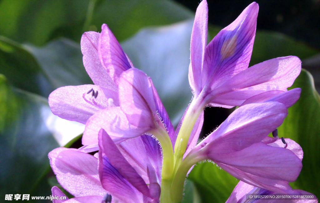 紫色水葫芦