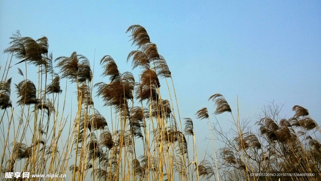 风中芦苇风景