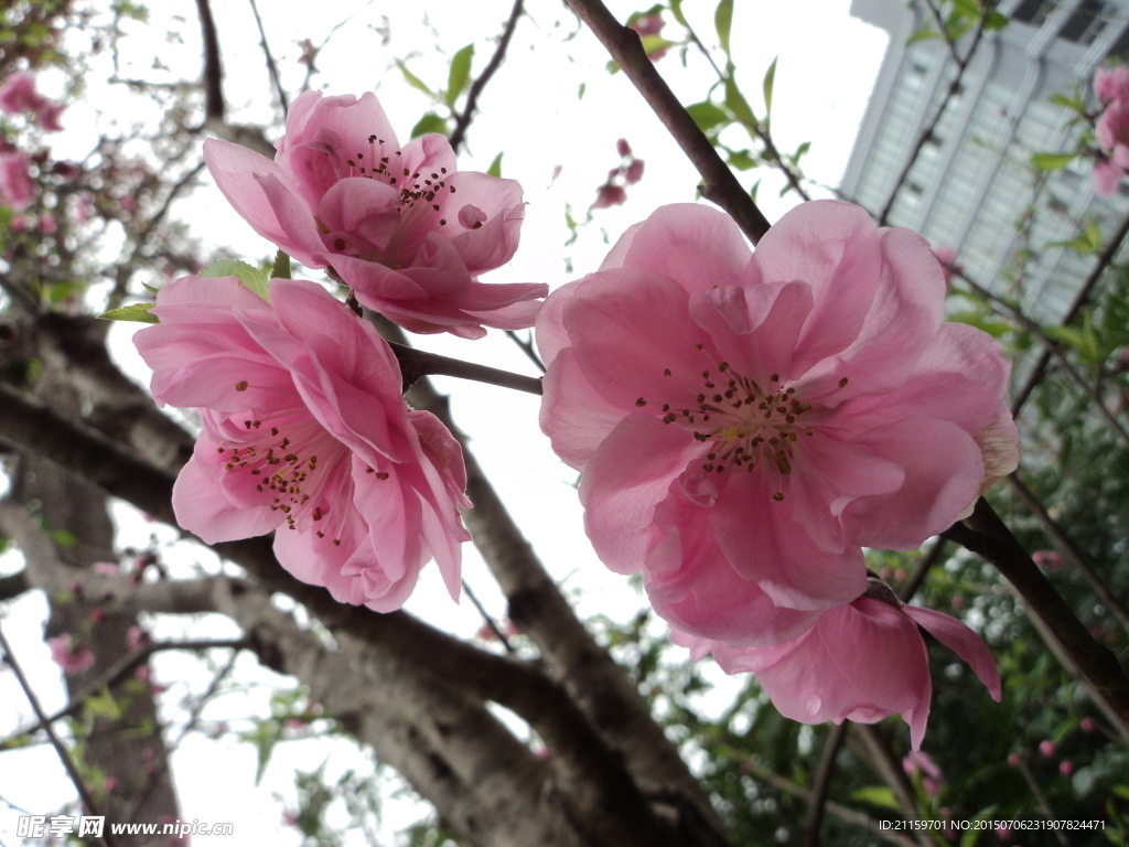 桃花