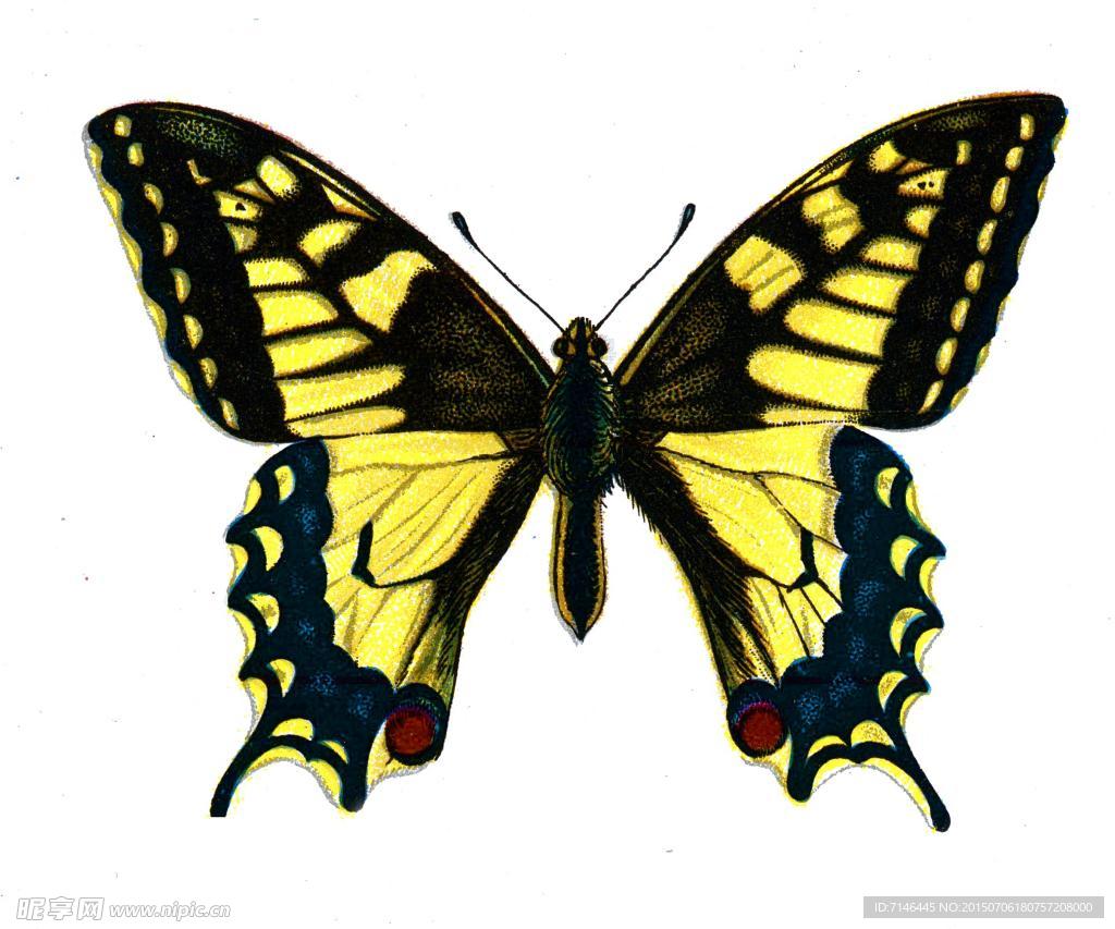 黄黑色高清蝴蝶