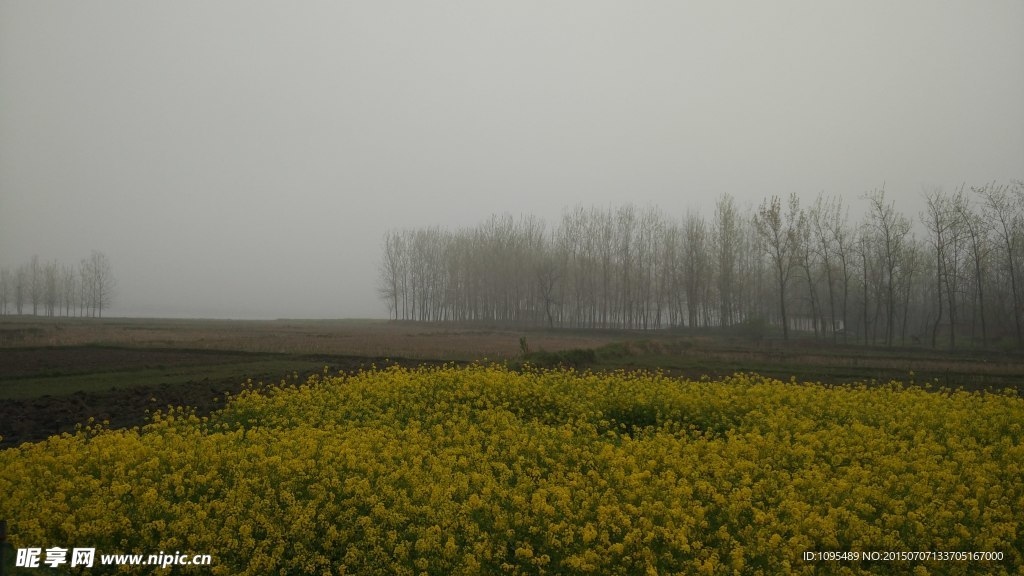 村外油菜花