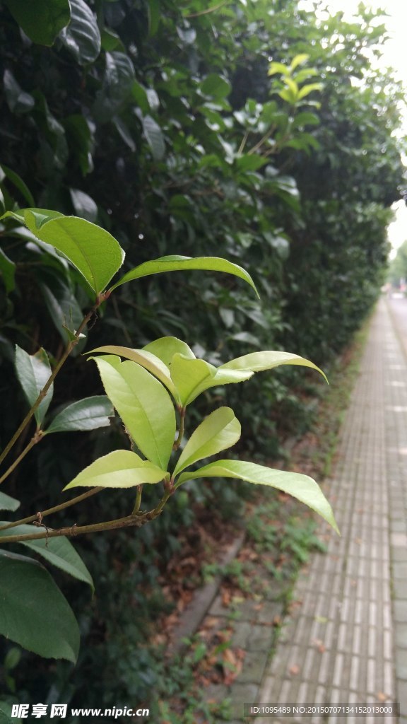 路边的万年青