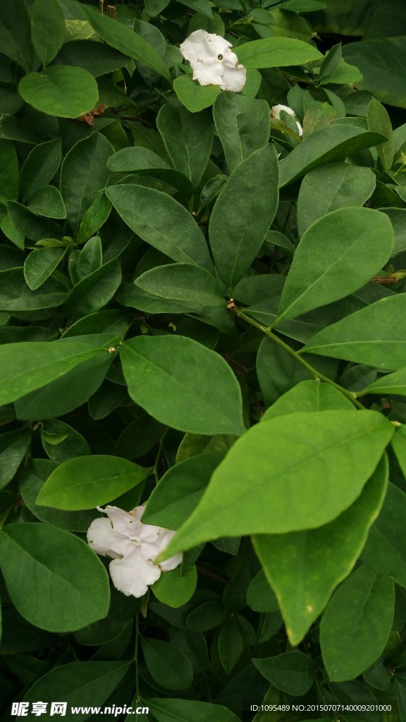 栀子花开