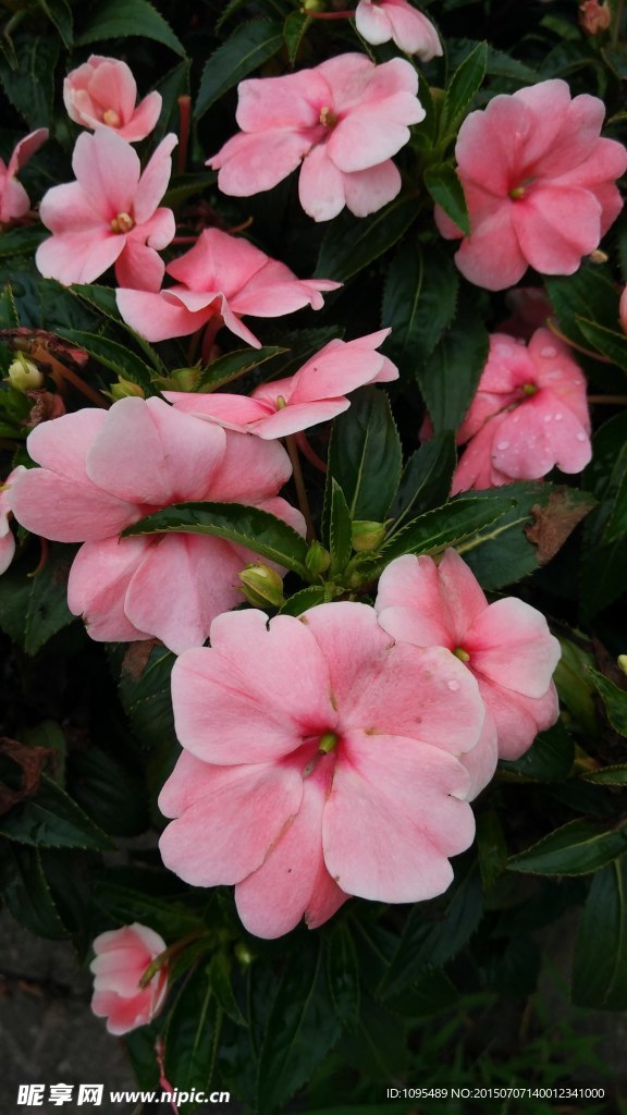 繁花
