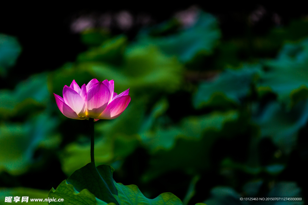 荷花