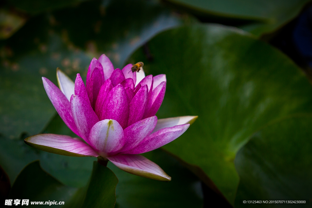 莲花