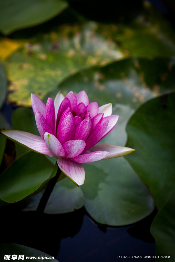 莲花
