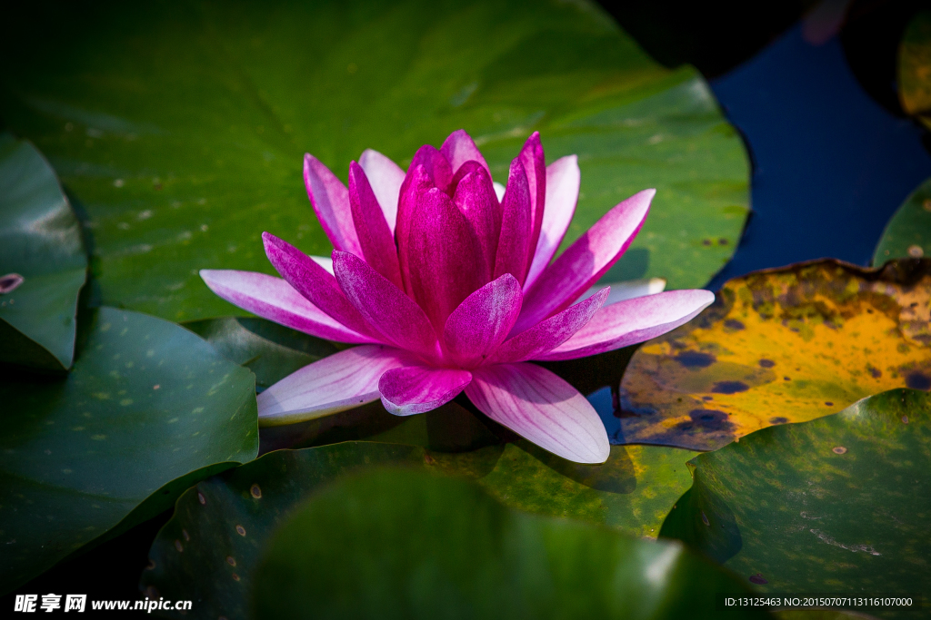 莲花