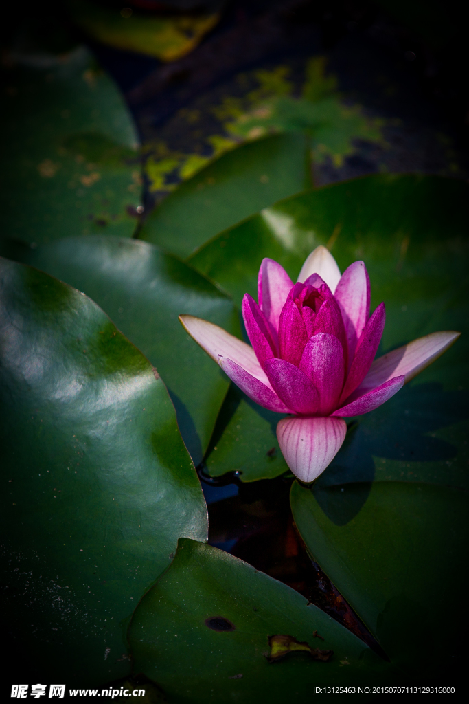 莲花