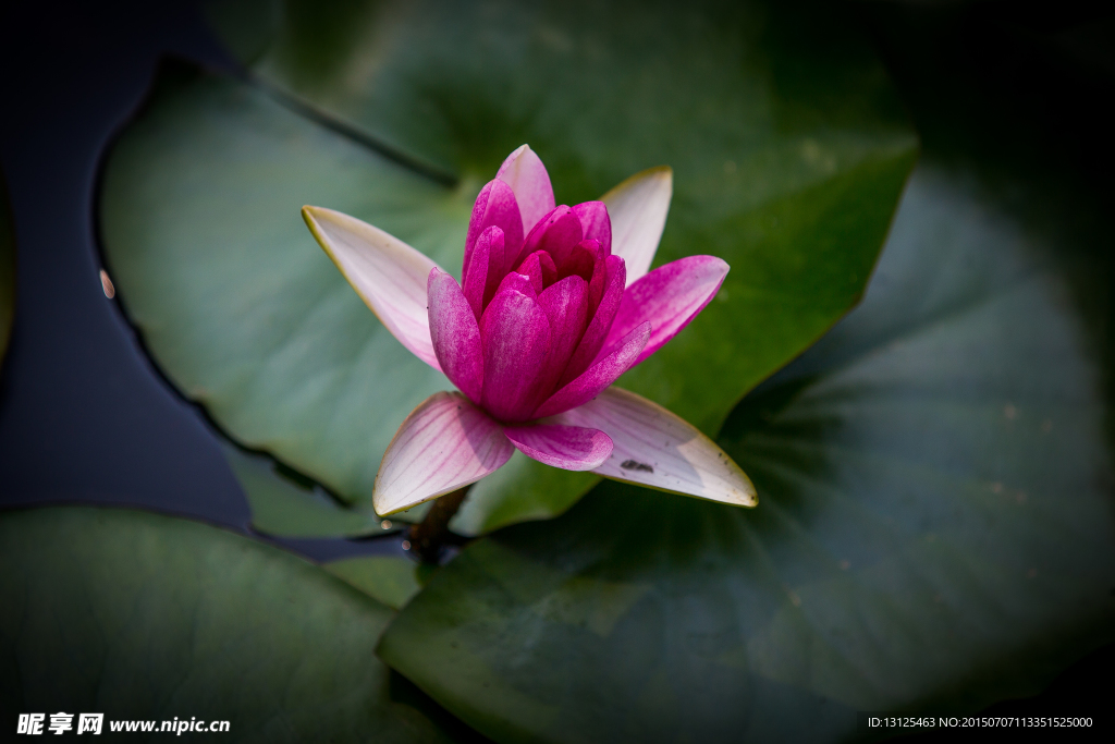 莲花