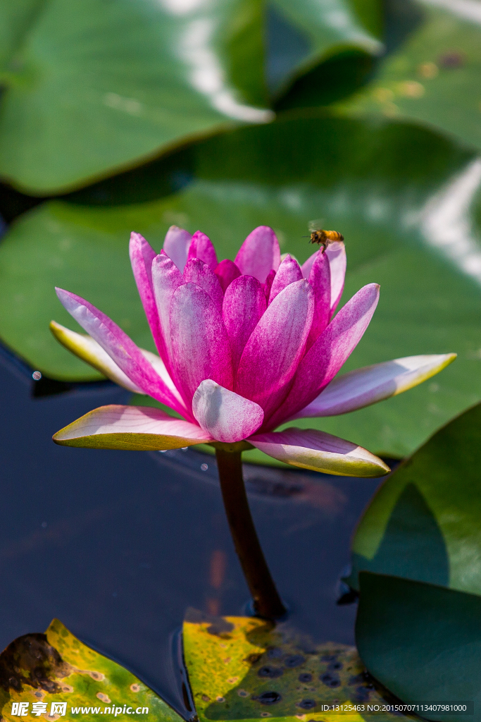 莲花