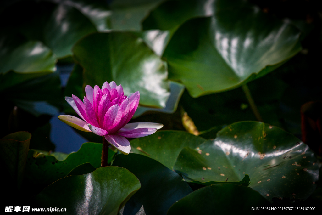 莲花