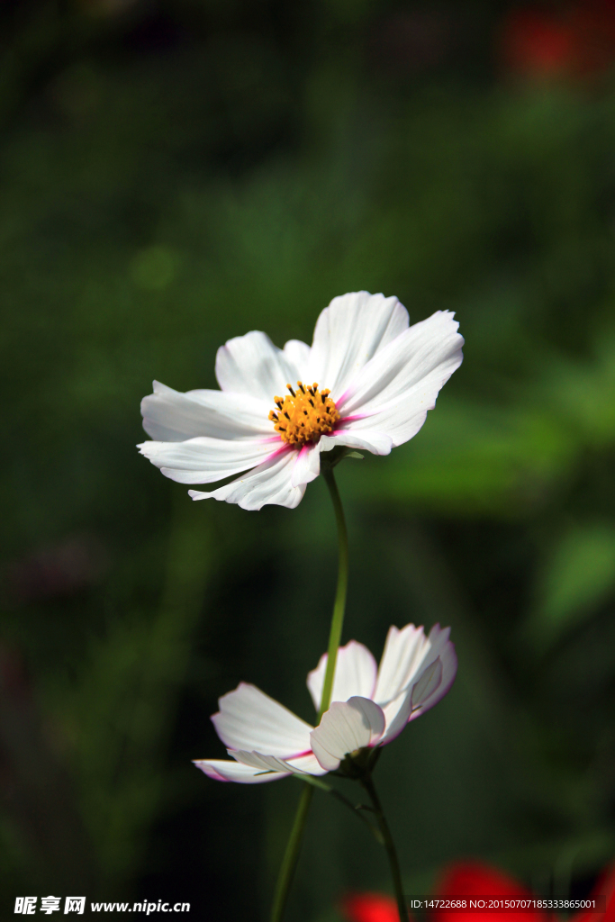 花卉