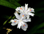 花卉