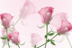 玫瑰花背景图  粉色花背景图