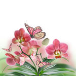 兰花