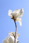 玉兰花
